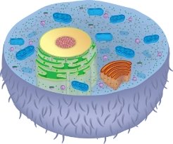 Once Fat, Fat Cells Stay Fat