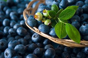 Blueberry Protein Muffins Recipe